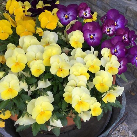 B&B Les Fleurs Gignod Esterno foto