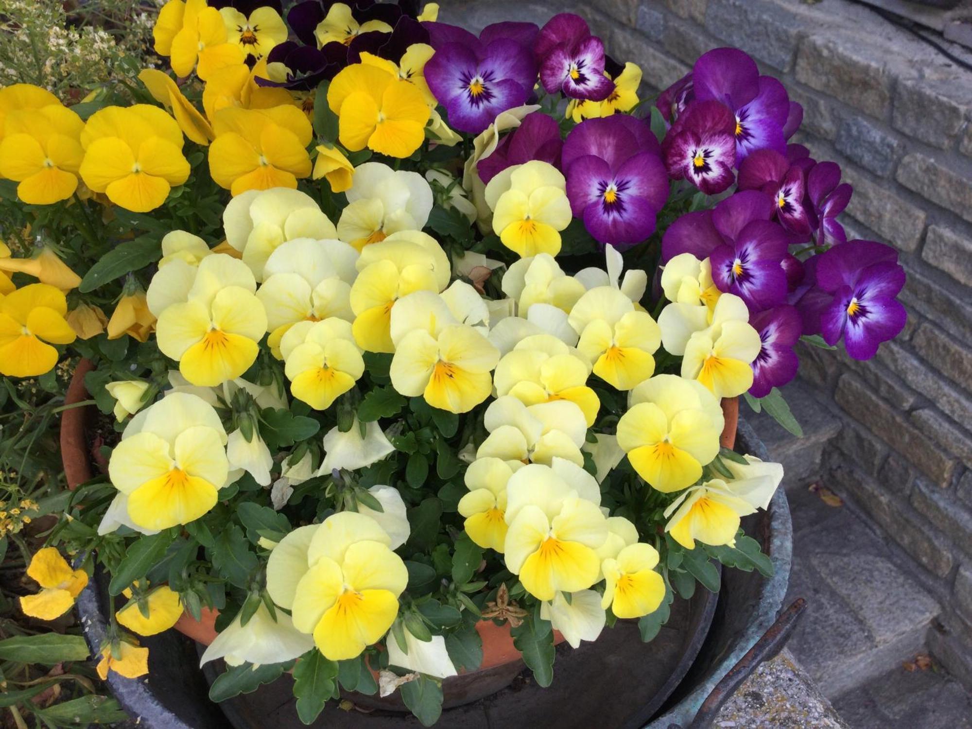B&B Les Fleurs Gignod Esterno foto